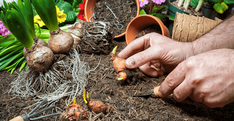 Preparing Your Home for the Fall Spring Bulbs Image